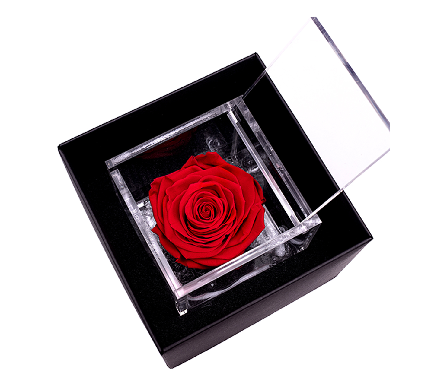 Rosa Stabilizzata - Atelier Flower Shop - Acquista e Consegna fiori -  Lamezia Terme